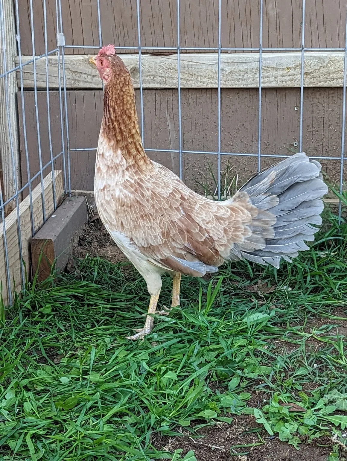 Spanish Jerezano Gamefowl 2
