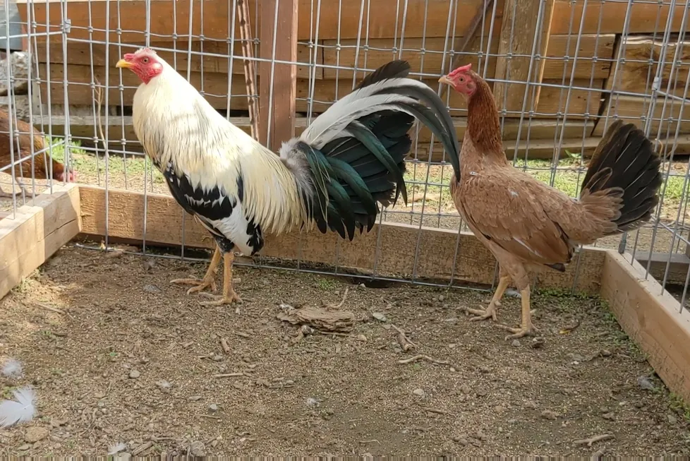 Spanish Jerezano Gamefowl 1