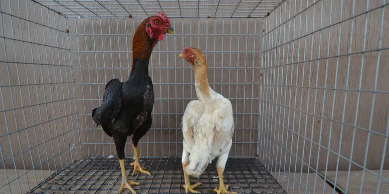 BB Red Ko Shamo Pair For Sale BB Red Ko Shamo Pair For Sale