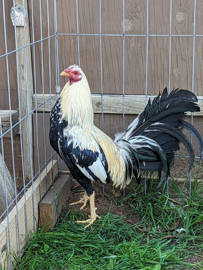 Spanish Jerezano Gamefowl