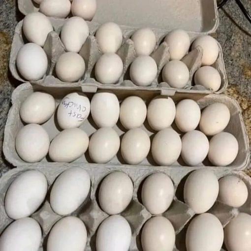 Shamo and Asil hatching Eggs