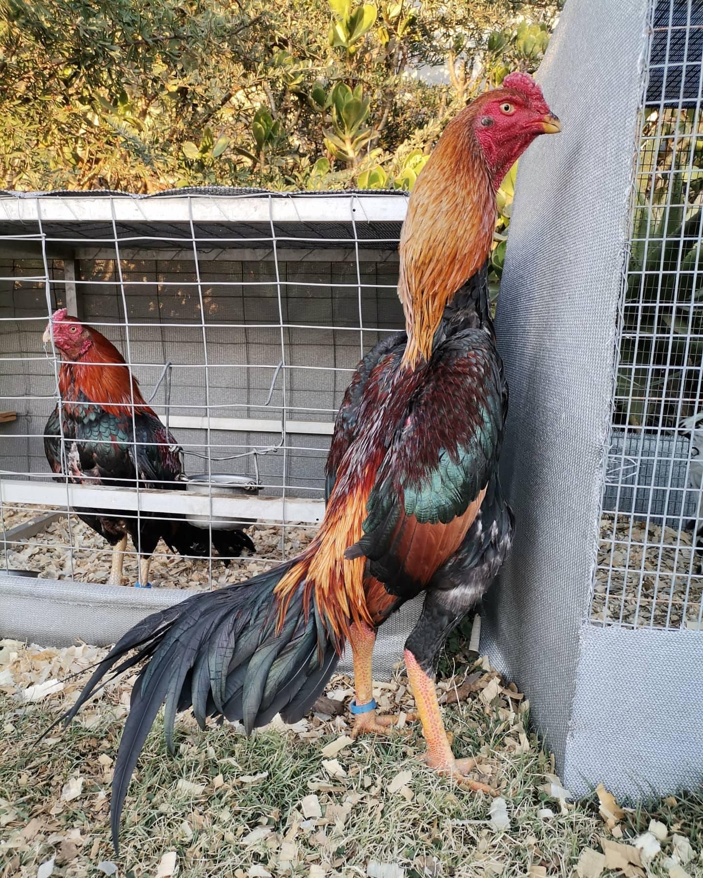 Shamo roosters for sale Shamo roosters for sale