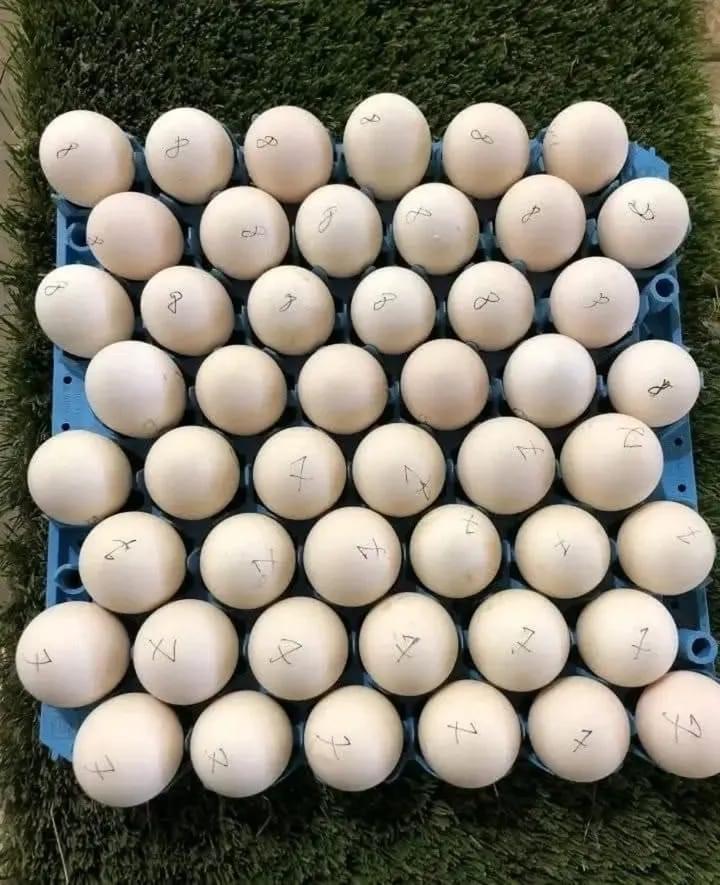 Spangle fertile hatching eggs
