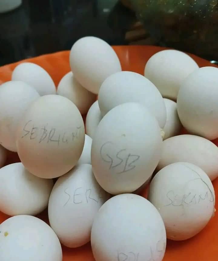 Yellow leg Hatch Eggs